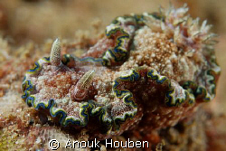 Chromodoris cincta. Picture taken on the second reef off ... by Anouk Houben 